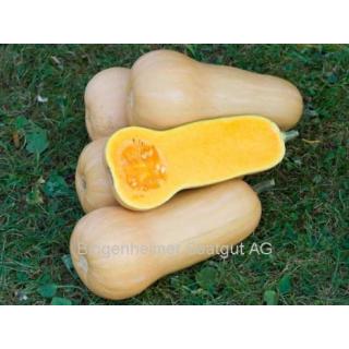 Jungpflanze Kürbis Butternut F