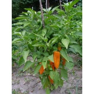 Snackpaprikapflanze Hamik, orange, F