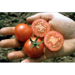 Tomatenpflanze Matina F