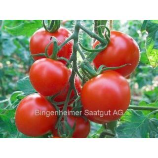Tomatenpflanze Ruthje