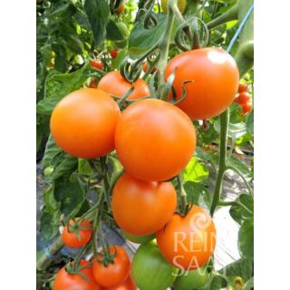 Tomatenpflanze Duttin Gold F