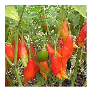 Chilipflanze Habanero