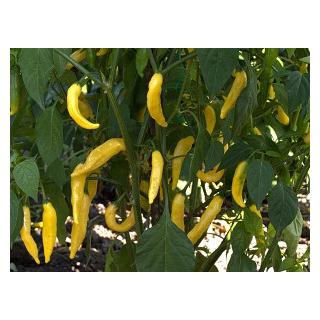Chilipflanze Lemon Drop F