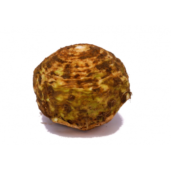Knollensellerie